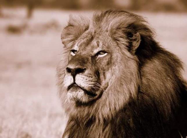 Cazadores deportivos matan al "león más imponente de África"