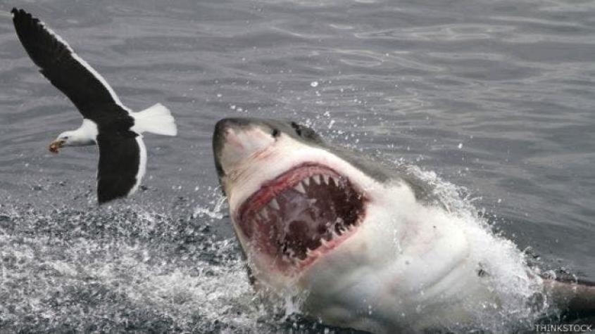 Los 3 métodos más sofisticados para evitar los ataques de tiburón... y una opinión escéptica