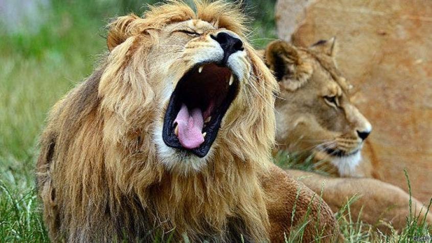 Quién mató al león insignia de Zimbabue