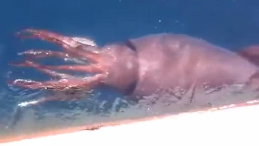 [VIDEO] Pescadores rusos avistan calamar gigante