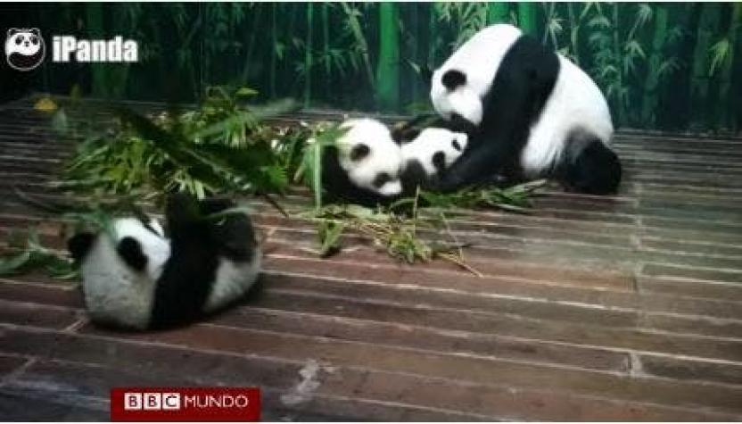 China: raros trillizos panda cumplen un año