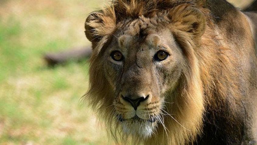 ¿Son los españoles los principales cazadores de leones de Europa?