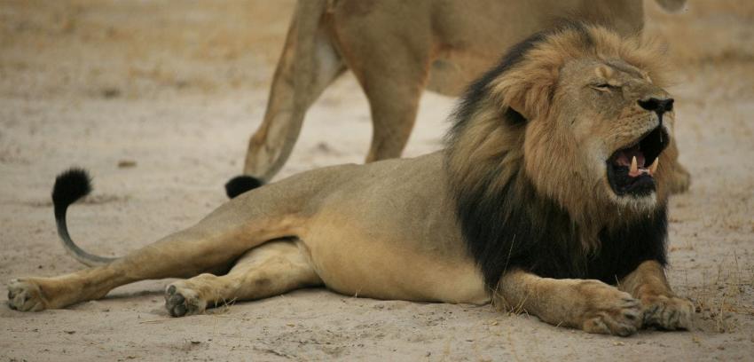 Un dentista estadounidense mató a Cecil, el león mas querido de Zimbabue