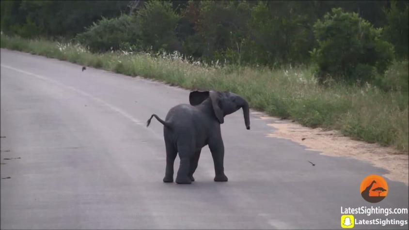 [VIDEO] Pequeño elefante intenta ahuyentar a una bandada de golondrinas de una tierna manera