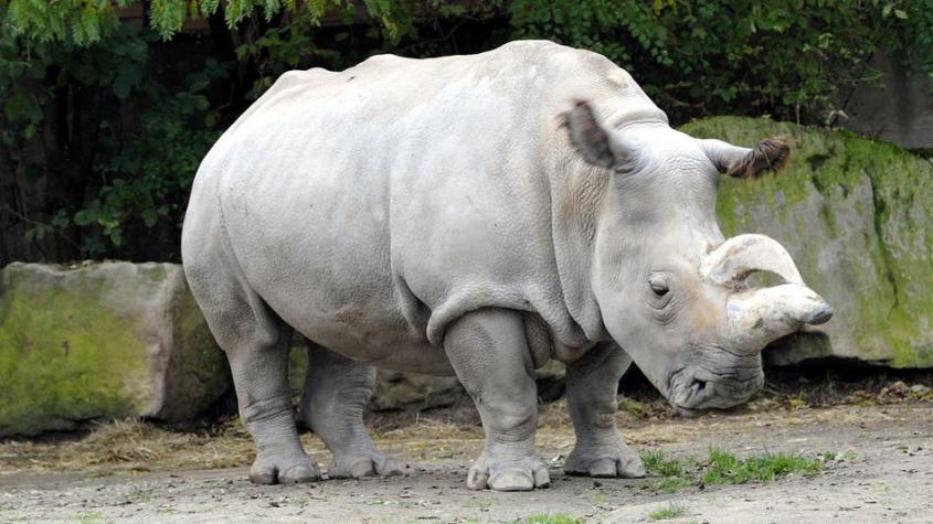 Muere Nabire y sólo cuatro rinocerontes blancos del norte quedan en la Tierra