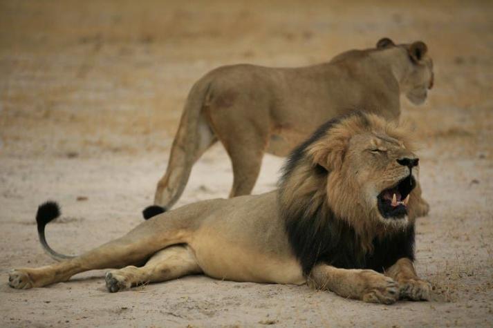 La historia de Cecil, el majestuoso león cazado en Zimbabue