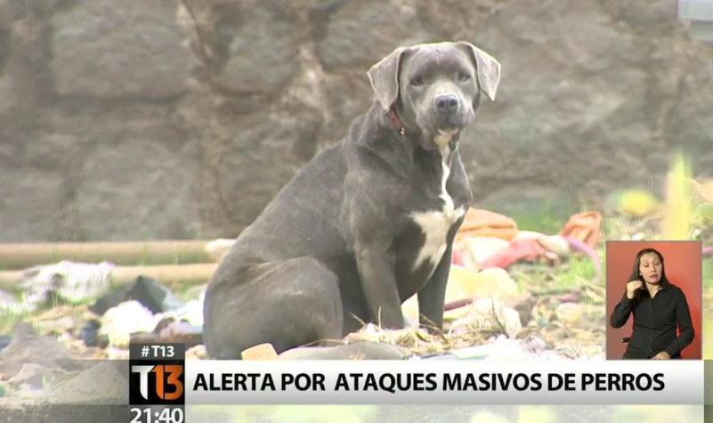 [VIDEO] Alerta por ataques masivos de perros en nuestro país