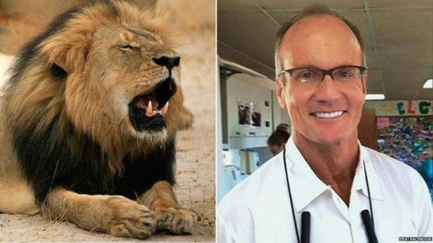 ¿Será juzgado Walter Palmer por matar al león Cecil en Zimbabue?