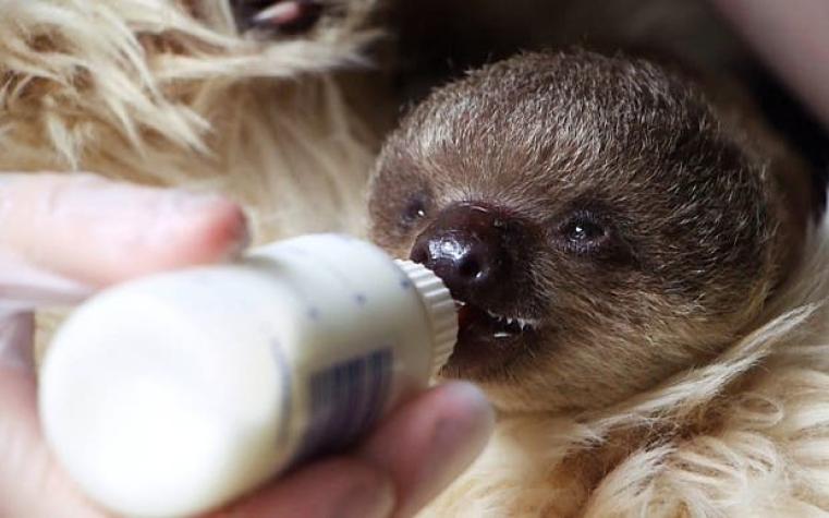 El adorable perezoso que ha encontrado una particular "madre sustituta" en el zoológico de Londres