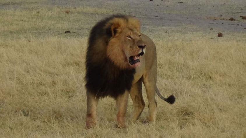 Otra vez la caza ilegal: Muere Jericho, el nuevo jefe y hermano del león Cecil