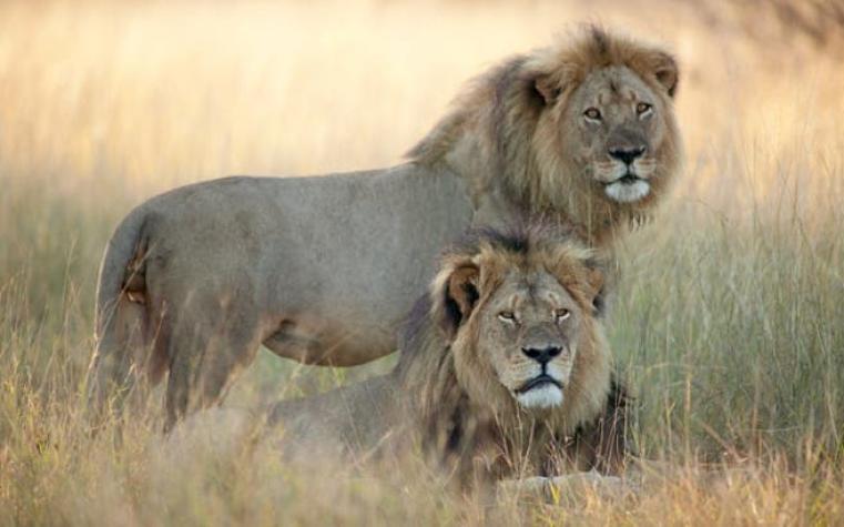 Desmienten la muerte de Jericho, hermano del león Cecil matado en Zimbabwe