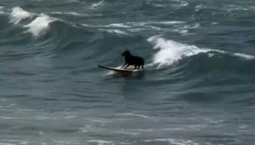 Más de 50 perros surfistas compiten en California