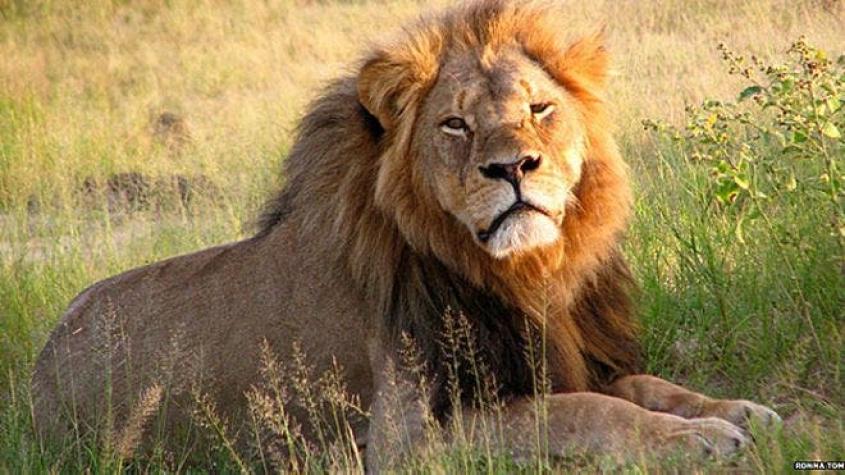 Aplazan juicio contra el organizador de la caza del león Cecil en Zimbabue