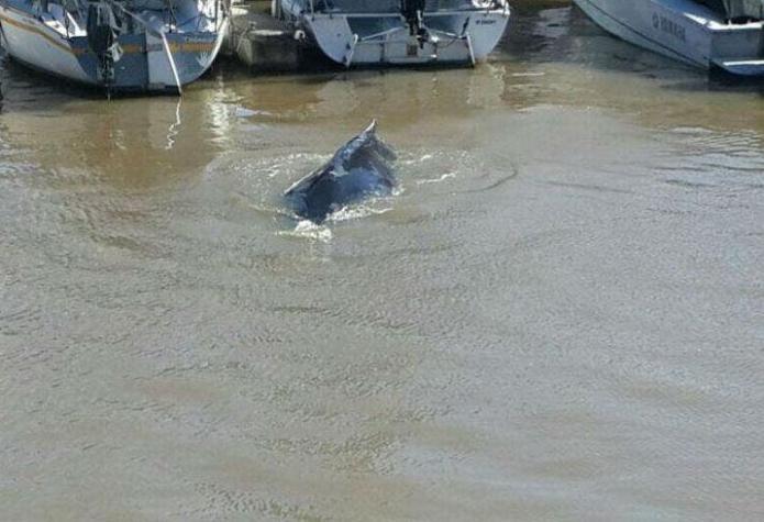Una ballena aparece sorpresivamente en Buenos Aires