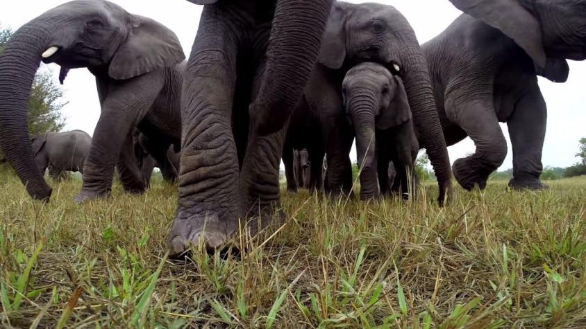 [VIDEO] Así fue el encuentro de una manada de elefantes con una cámara Go Pro