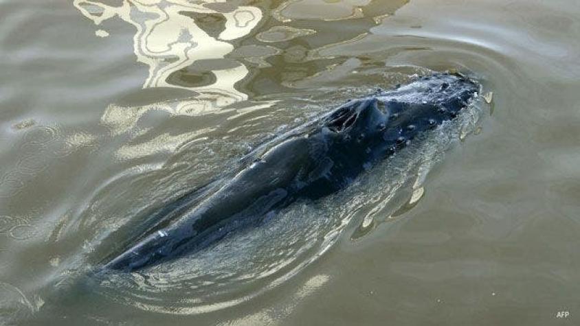 El difícil rescate de la ballena que se perdió en pleno corazón de Buenos Aires