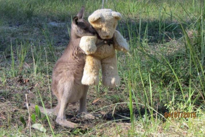 La historia detrás de la curiosa foto del canguro huérfano abrazando a un peluche