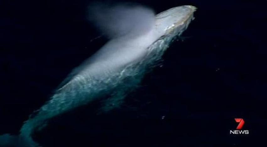 [VIDEO] Espectacular avistamiento de una rara ballena blanca en Australia
