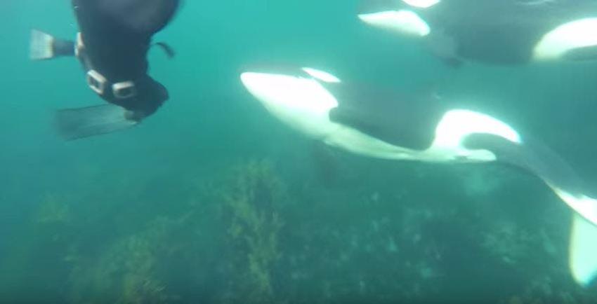 [VIDEO] Buzos viven encuentro cercano con una manada de orcas en Nueva Zelanda