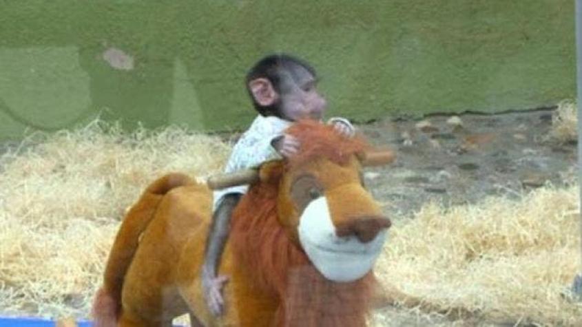Pareja se roba a mono de un zoológico para regalárselo a su hija