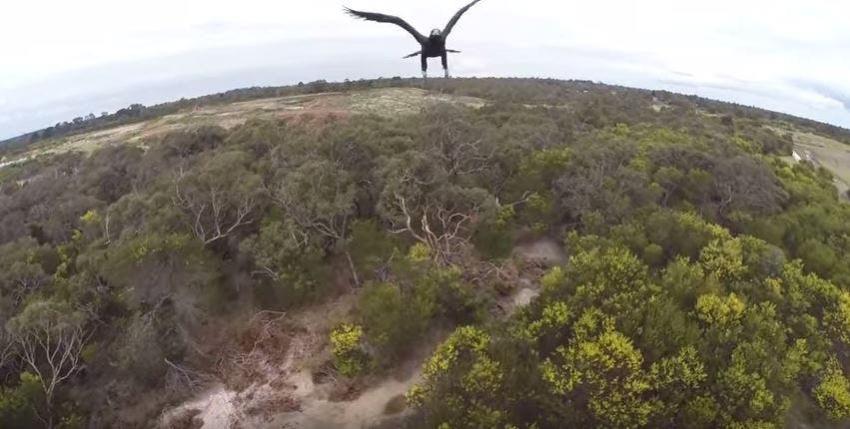 Águila poco amistosa derriba de un golpe a un drone en Australia