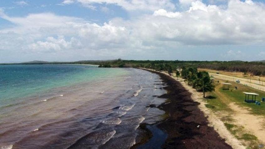 ¿De dónde vienen las algas que están invadiendo el Caribe?