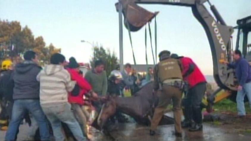 Dramático rescate de un caballo que cayó en un foso en Concepción