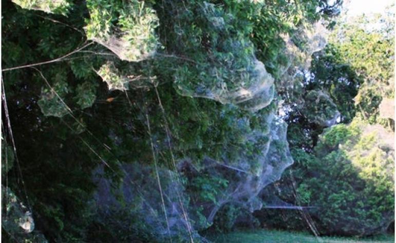 Miles de arañas se unieron para crear espeluznante telaraña