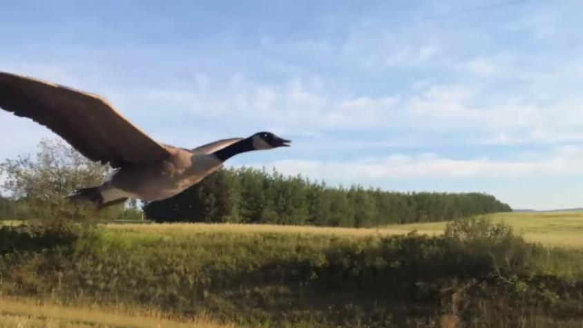 [VIDEO] Camino al lago: el ganso que siguió una camioneta para llegar al agua