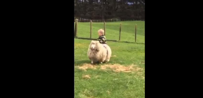[VIDEO] Niño logra montar una oveja y su "hazaña" ya la han visto 3 millones de personas