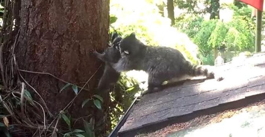 [VIDEO] El adorable momento en que una madre mapache le enseña a su cría a trepar un árbol