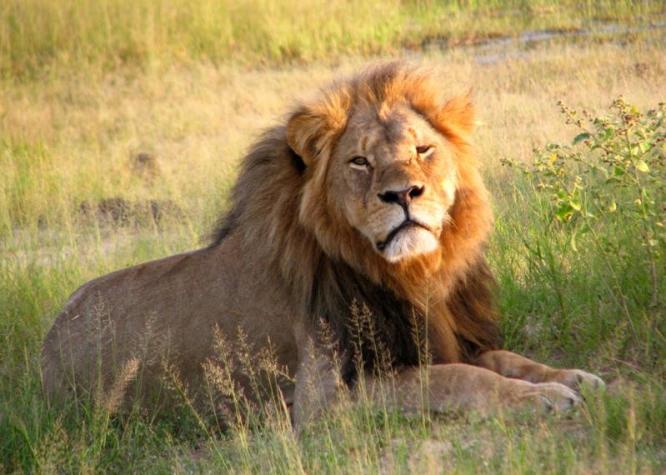 Un león mata a guía en la reserva donde murió Cecil