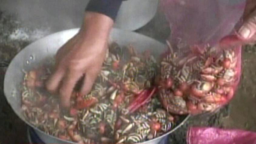 10 mil personas disfrutaron de la tradicional fiesta del camarón
