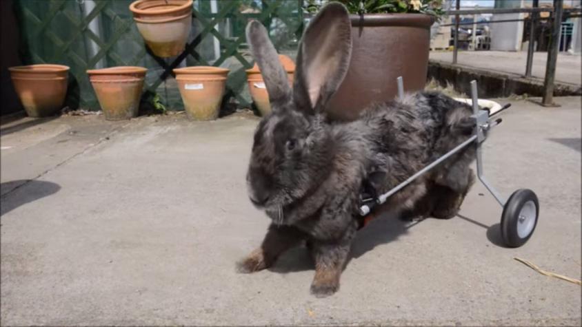 [VIDEO] Conejo paralítico vuelve a caminar gracias a silla de ruedas personalizada