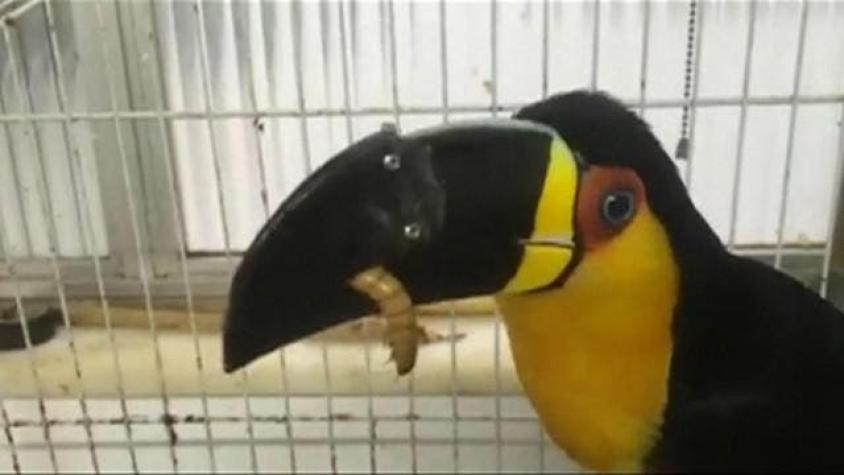 Tieta, la tucán brasileña que puede comer gracias a un pico 3D