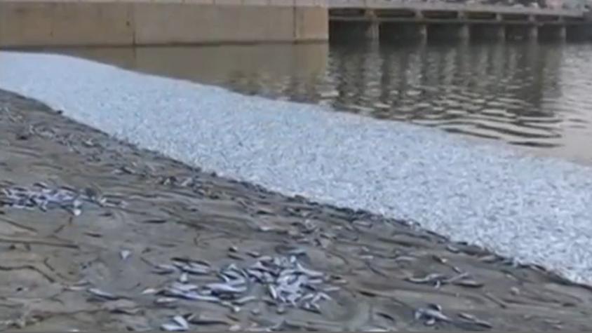 China: Miles de peces aparecen muertos en Tianjin después de explosiones