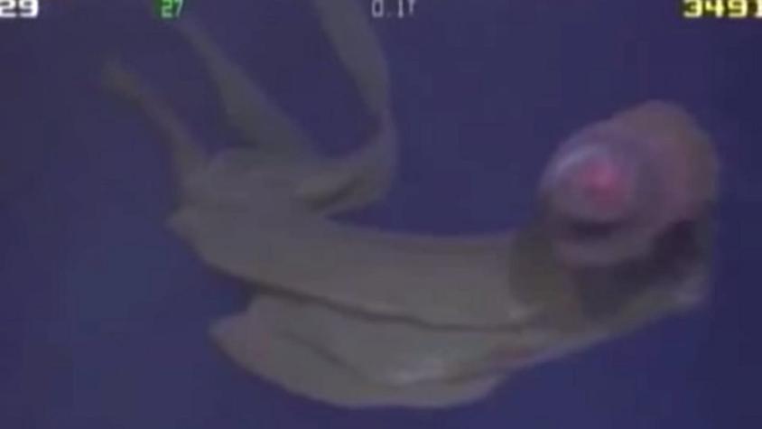 [VIDEO] Captan a exótica medusa que sólo ha sido vista 115 veces en el último siglo
