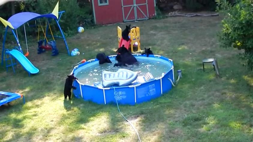 [VIDEO] Manada de osos sorprende a familia al bañarse en su piscina