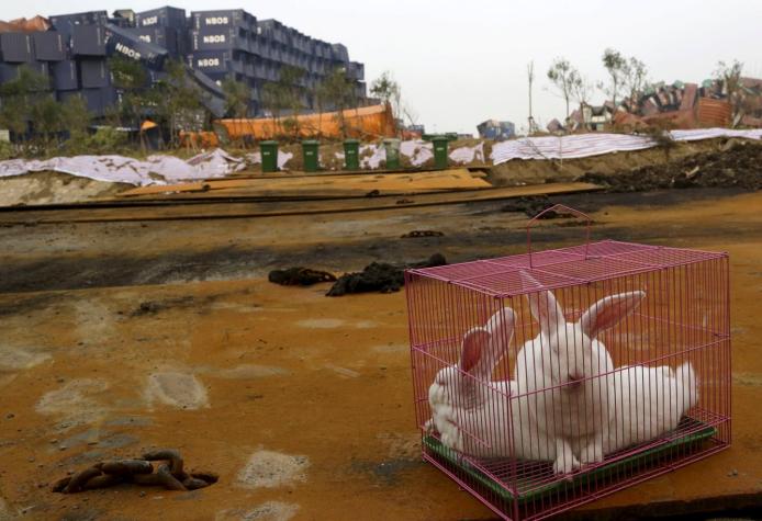 Autoridades chinas están usando conejos y gallinas para demostrar que Tianjin es seguro