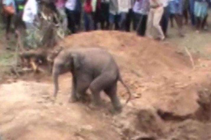 El arriesgado rescate de un elefante bebé atrapado en un pozo en India