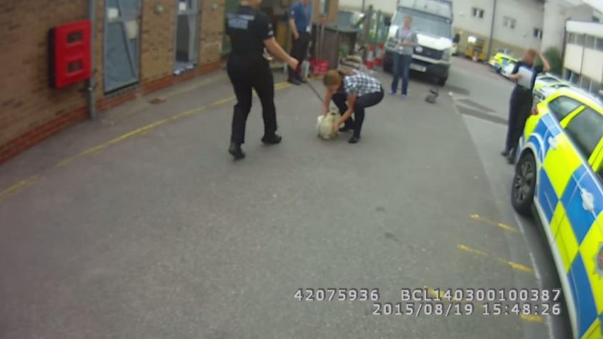 [VIDEO] El emocionante reencuentro de una mascota robada con su familia