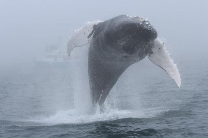 [VIDEO] Una ballena sorprende a turistas con un espectacular salto en el mar