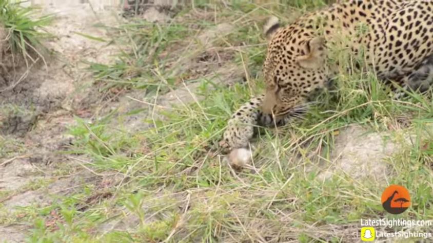 [VIDEO] Pájaro bebé logra escapar de las garras de leopardo hambriento