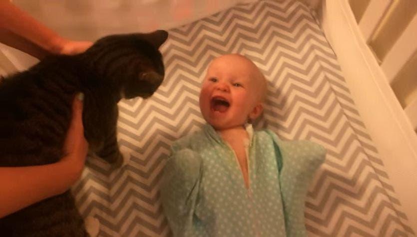¡Qué emoción! Mira la reacción de una bebé al ver a un gato
