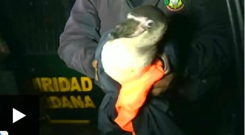 [VIDEO] El pingüino errante que fue detenido por la policía peruana