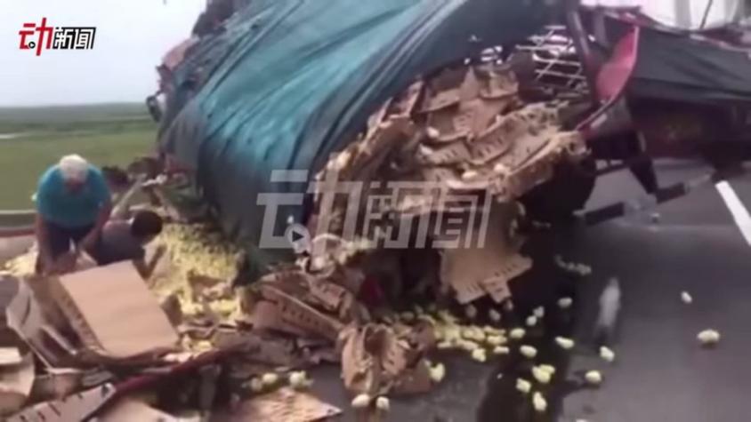 [VIDEO] Miles de pollos ocuparon la carretera tras accidente de camión en China