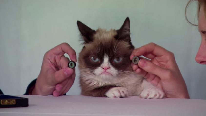[VIDEO] "Grumpy Cat" tendrá su propia figura en Madame Tussauds
