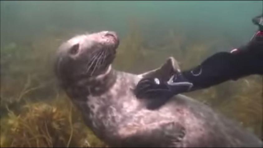 [VIDEO] Buzo le hace cosquillas a foca en tierno video