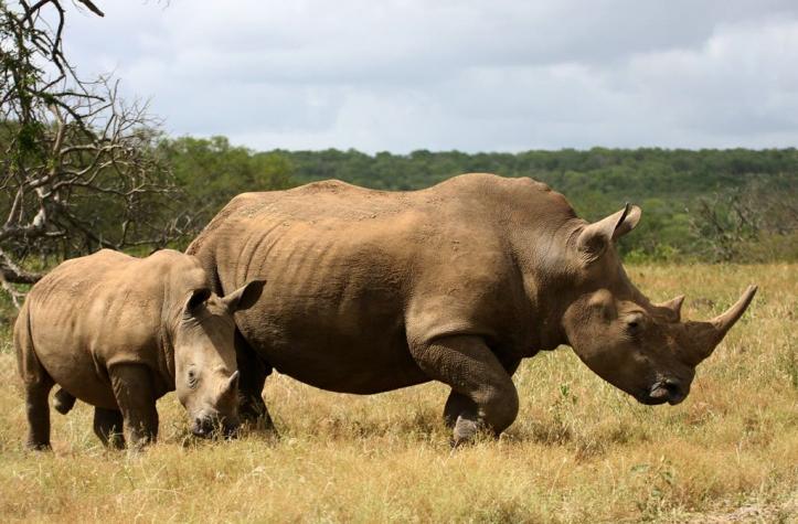 Aumenta el número de rinocerontes abatidos en Sudáfrica