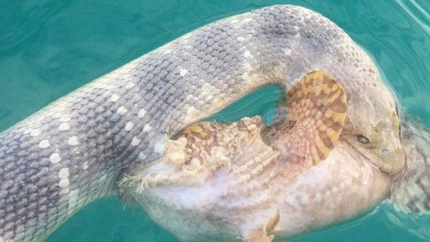Las fotos del combate entre una serpiente mortal y uno de los peces más venenosos del mundo